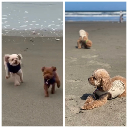 わんちゃんとお散歩、海まで徒歩7分