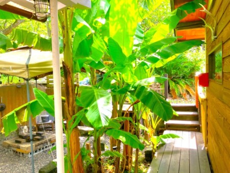 バナナの木たちがお出迎え🌱