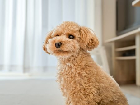 小型犬2匹までご一緒にご宿泊できます。